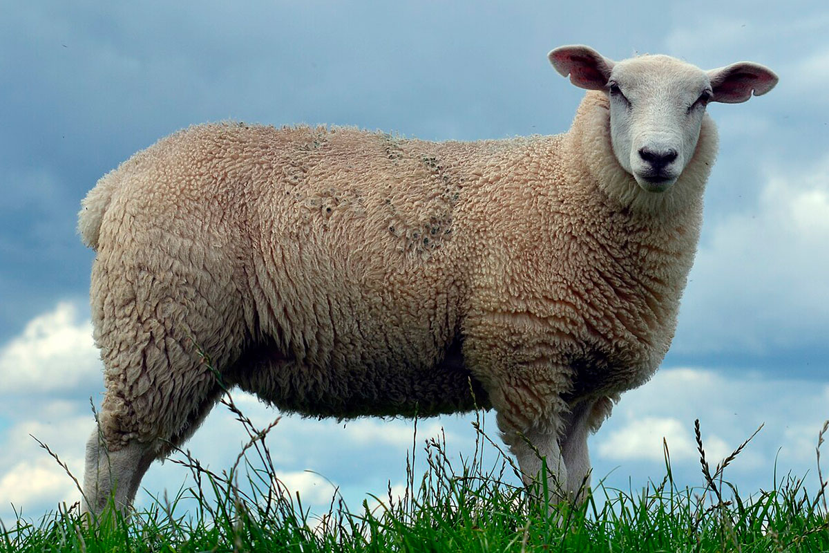 Senderos de Cuenca | Senderos Oveja